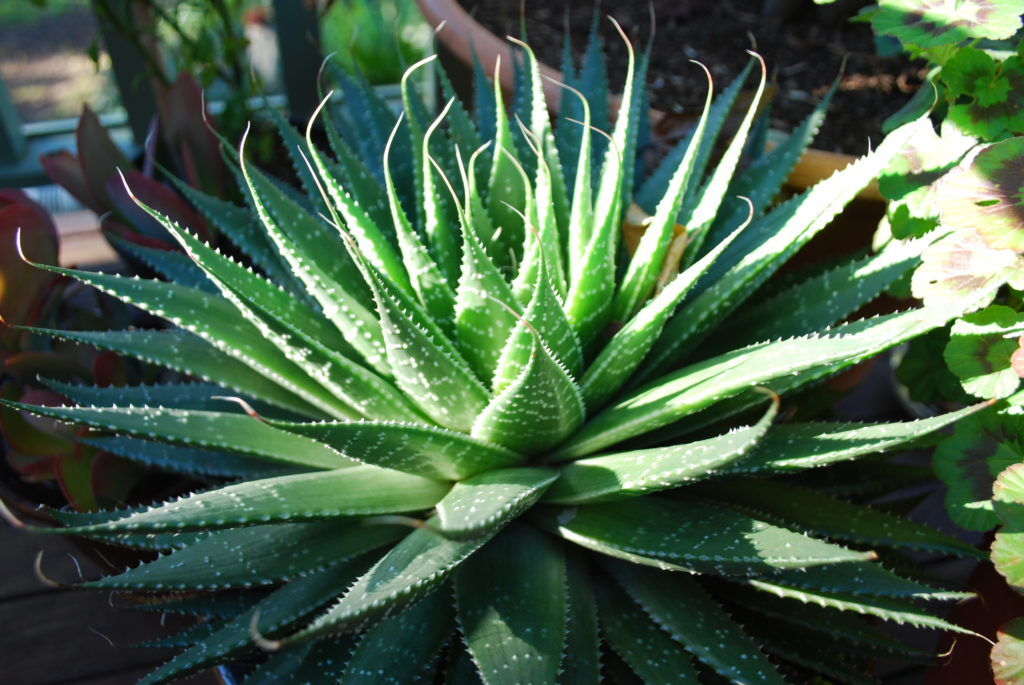 Grow Interesting Plants Without Fear